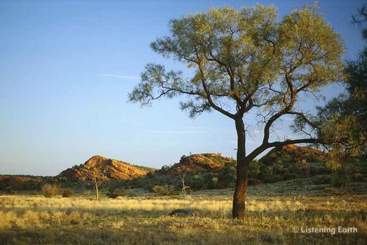 Mutawintji Landscape, with Ironwood in the foreground
