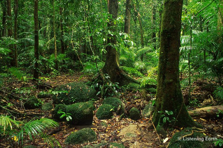 Lowland rainforest at Mossman Gorge National Park