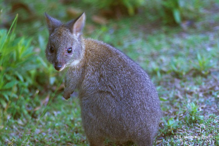 Red-necked Pademelon, <i>Thylogale thetis</i> foraging in the late afternoon