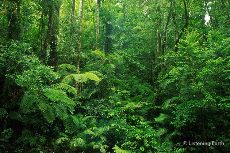 Dense vegetation in upland rainforest