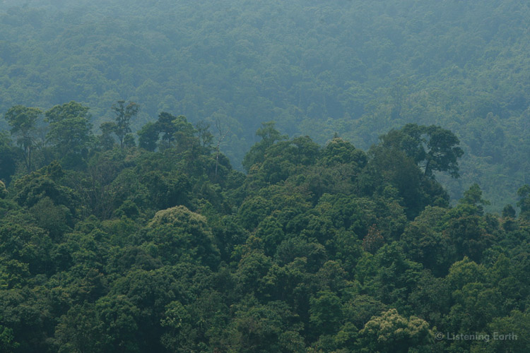 Primary rainforest of the Tessarim region of western Thailand