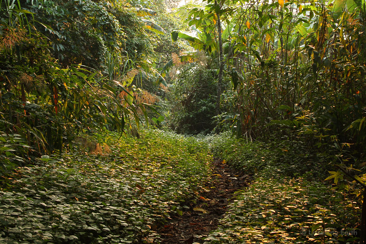 The Umphang Trail - <br>this is the first walkable section, it soon becomes overgrown and impassable