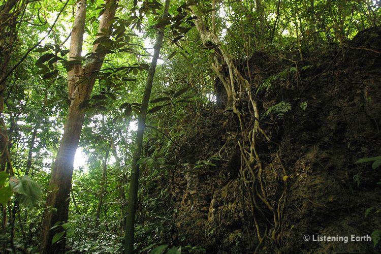 Coastal rainforest on volcanic soils