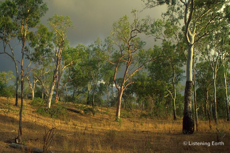 Tropical eucalypt woodlands near Bundaberg, Queensland