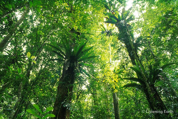 Subtropical mountain rainforest with epiphytic ferns, south-east Queensland