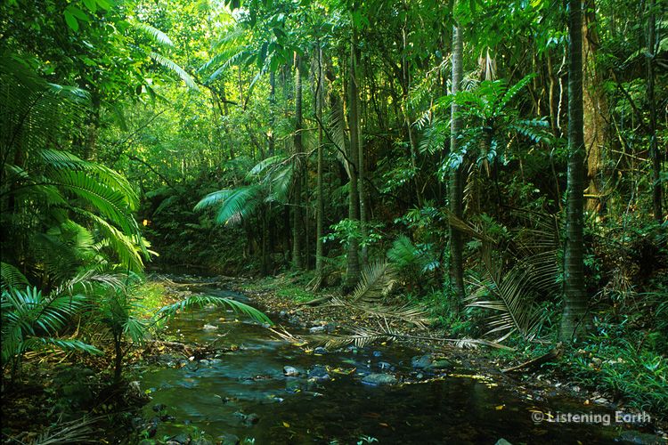 Lowland rainforest near Mission Beach, north Queensland