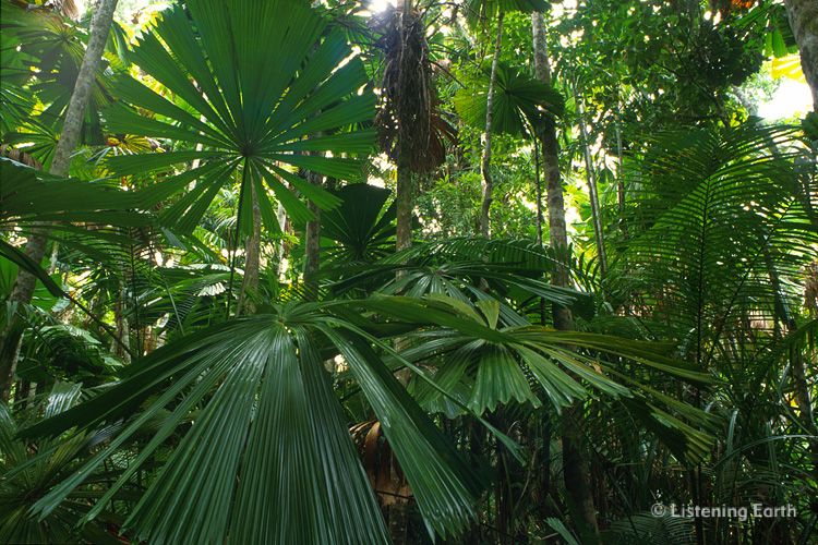 Licuala Palms, Daintree National Park, north Queensland
