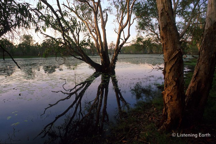 Billabong, Kakadu National Park, Northern Territory