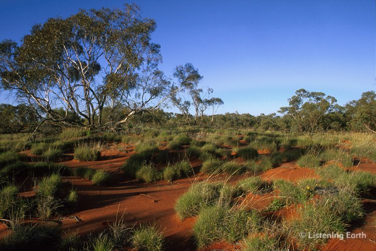 Mallee woodland with Spinifex grasses, southern inland Australia