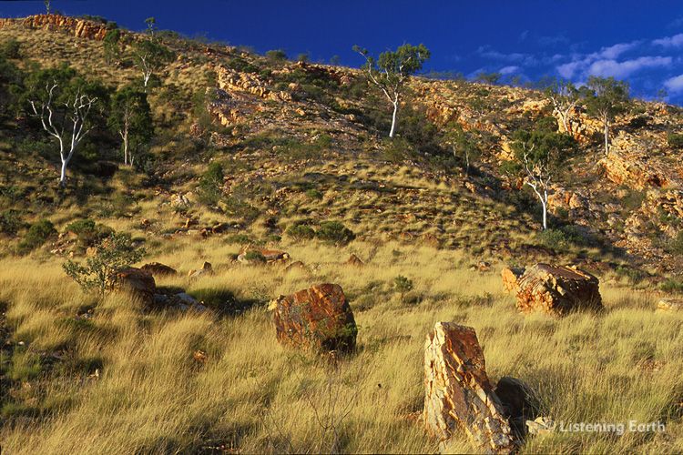 Spinifex, <i>Tropidia sp.</i> and Ghost Gums in the Macdonnel Ranges, central Australia