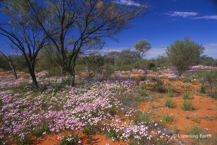 Wildflowers bloom in central Australian deserts