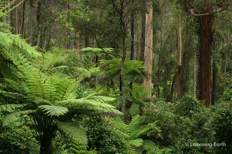 Tree ferns in cool mountain forest, south-east Australia