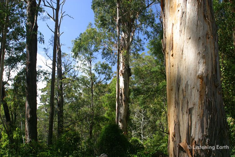 Tall eucalypt forests of south-eastern Australia