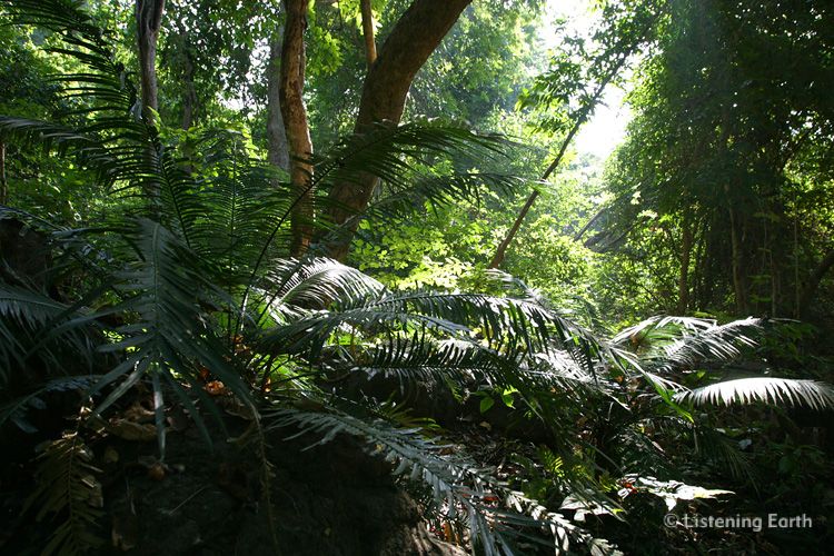 Ferns on the Indian jungle floor