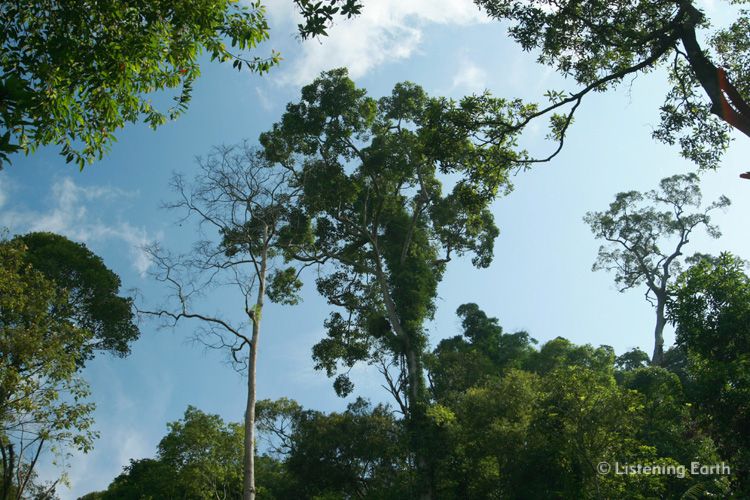 Rainforest canopy with emergent trees, Khao Yai 