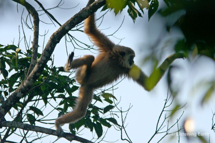 White-handed Gibbon, <i>Hylobates lar</i>, the acrobat of the forest