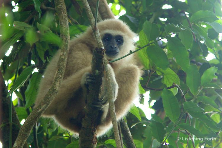 White-handed GibbonWhite-handed Gibbon (Hylobates lar) keeping a watchful lookout keeping a watchful lookout
