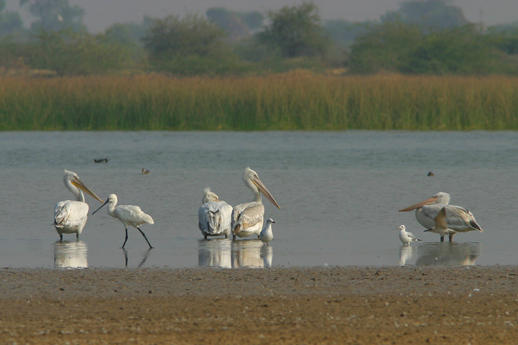 Waterbirds gather in huge numbers on the Rann's wetlands; Great White Pelicans, <i>Pelecanus onocrotalus</i>, Eurasian Spoonbill, <i>Platalea leucorodia)</i> and Brown-headed Gull, <i>Larus brunnicephalus</i>