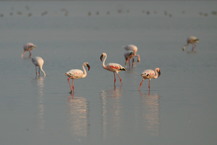 Lesser Flamingoes, <i>Phoenicopterus minor</i> feed on shallow lakes