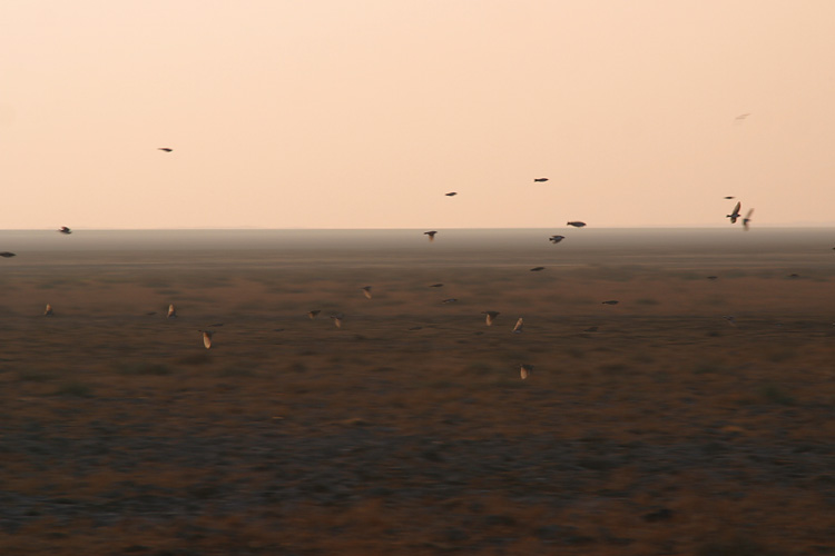 A small flock of Indian Silverbills, <i>Lonchura malabarica</i> wings across the open Rann