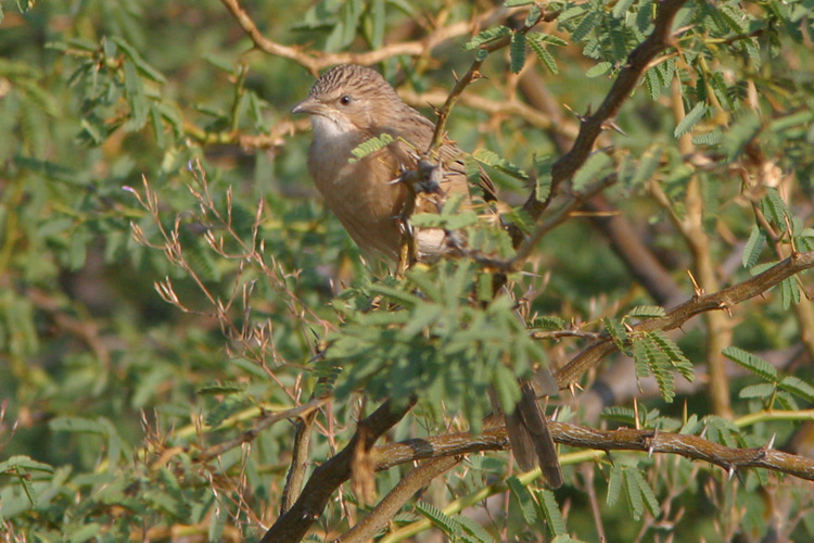 A Common Babbler, <i>Turdoides caudatus</i> among thornscrub