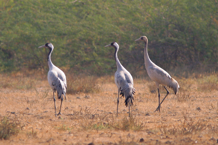 A group of Common Cranes, <i>Grus grus</i> graze among the thornscrub