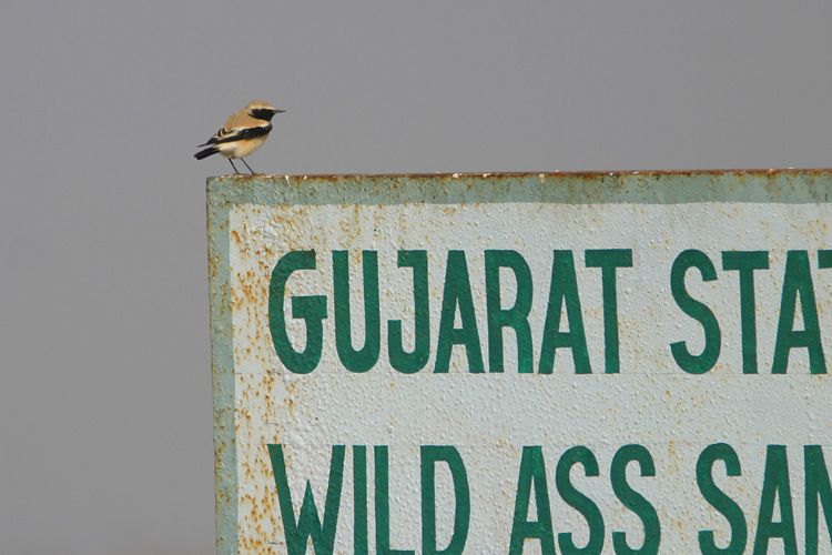 A Desert Wheatear,<i>Oenanthe deserti</i> perches on a park sign