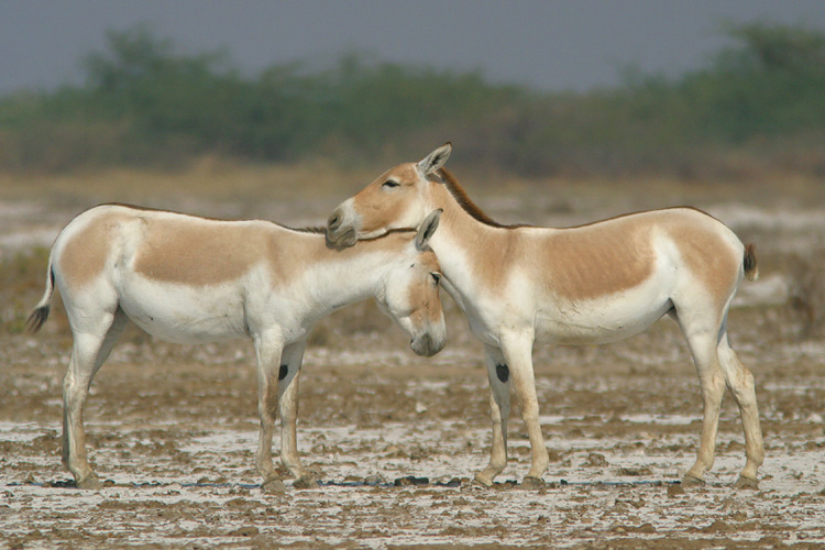 A pair of Wild Ass, or Onager, <i>Equus hemionus</i>