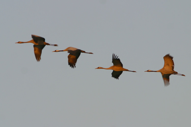 Common Cranes, <i>Grus grus</i> wing overhead at dusk