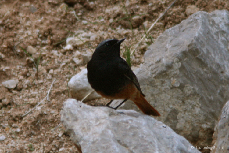 A Black Redstart, <i>Phoenicurus ochruros</i>, calls from the rocky valley floor 