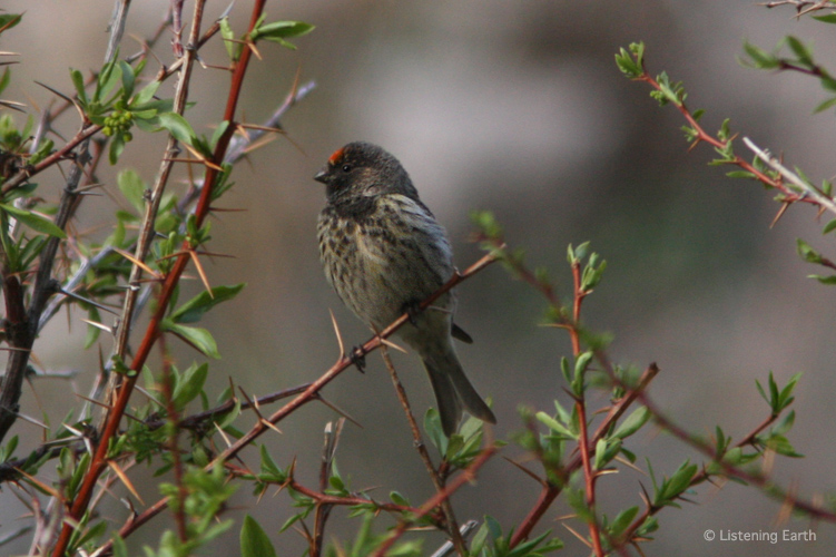 Delicate life in a harsh landscape - a tine Red-fronted Serin, <i>Serinus pusillus</i>