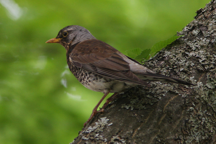 Fieldfares are more commonly associated with open areas, but come to the forest edge for shelter 