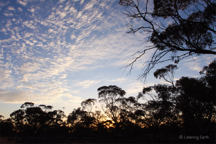 Dawn breaks over the dry country woodlands of inland Australia