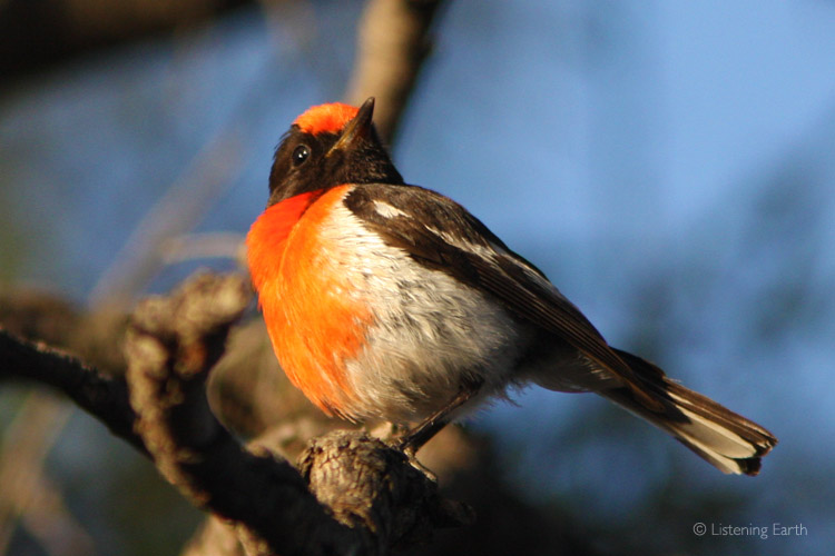 Beautiful Red-capped Robin, who's 'telephone ringing' call is also heard here