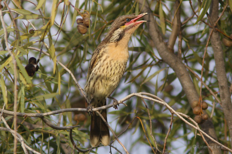 Spiney-cheeked Honeyeater in characterful voice