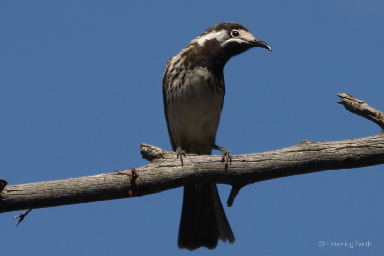 The master of the duet; the White-fronted Honeyeater