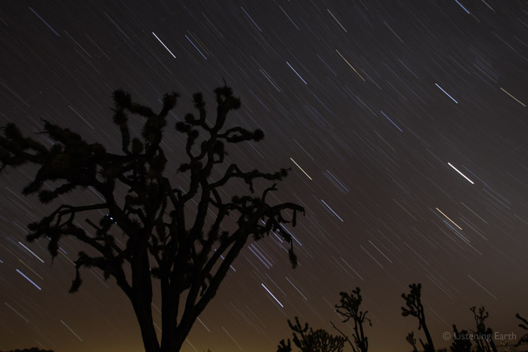 The Mojave at night: a Joshua tree raises its crooked branches to the star-filled heavens