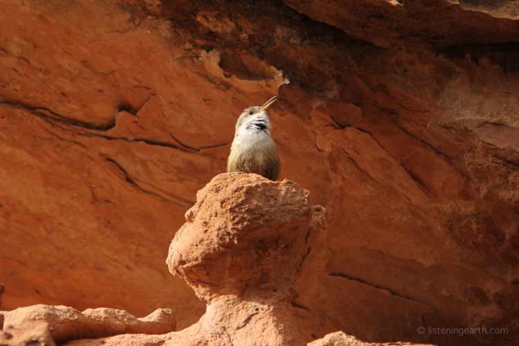Canyon Wrens use the acoustics of rock walls to amplify their calls