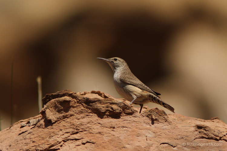 Rock Wren, another characteristic species of the canyon country