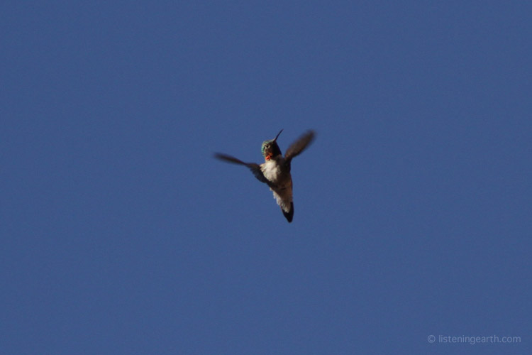 Broad-tailed Hummingbird in shuttle songflight
