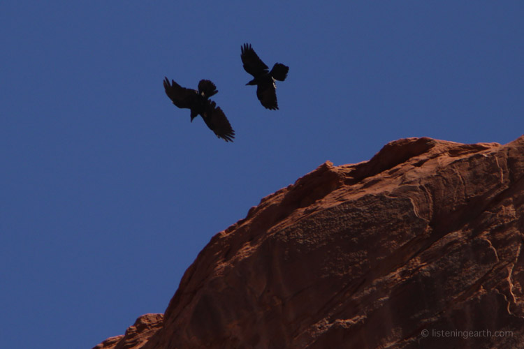 A pair of Ravens play on the thermals