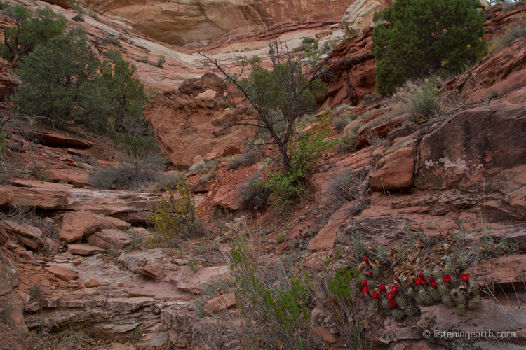Canyon floor below the recording location, with blooming Claret-cup Cactus