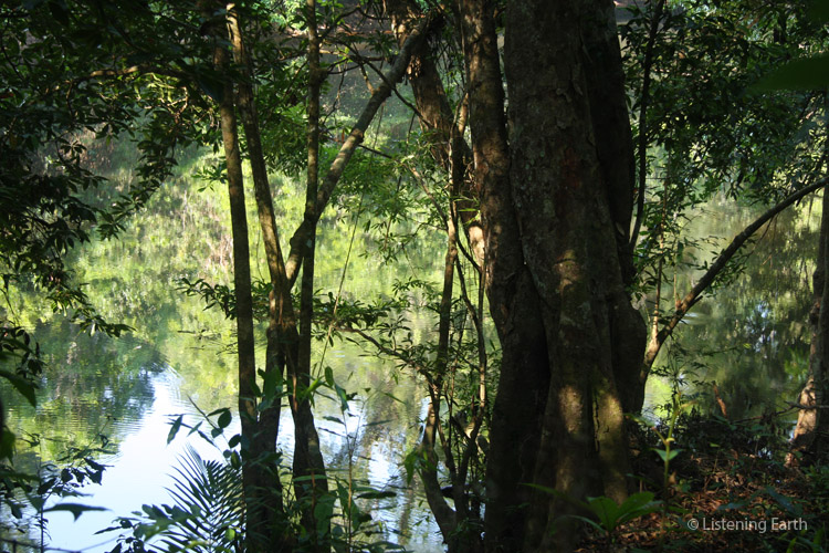 A broad pool of still water reflects the rainforest behind