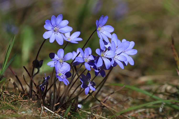 Blue-blossomed Hepaticas are first bloomers in forests