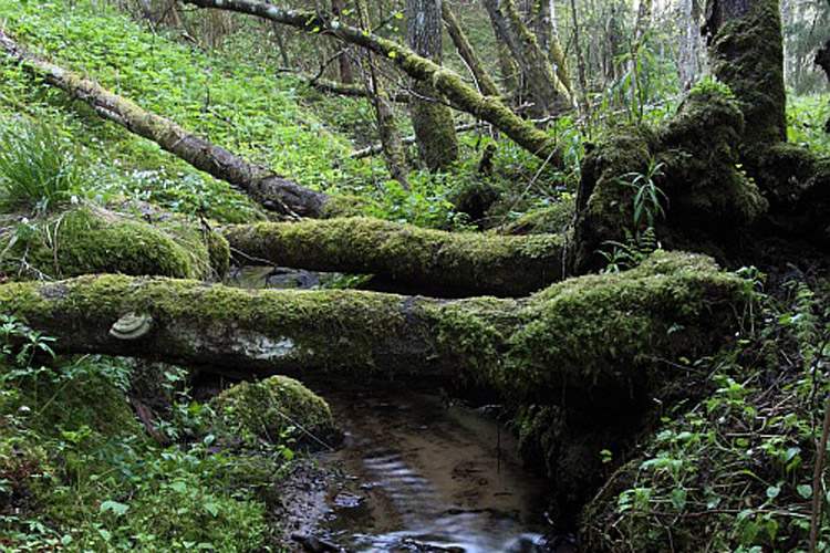 Small stream in Selja nature protection area