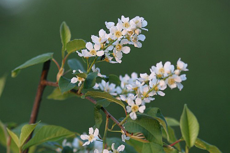 Sweet smell of Bird Cherry flowers is a sign of late spring