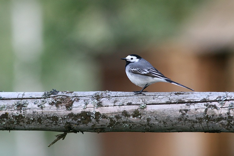 White Wagtail is quite bold and curious <br> and often makes use of man-made structures for nesting