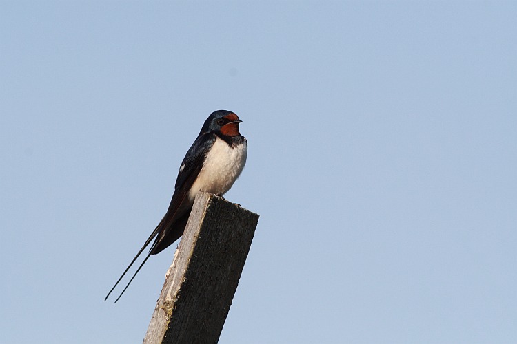 Barn Swallow is the national bird of Estonia. <br>During migration they can gather in hundreds to sit on power lines