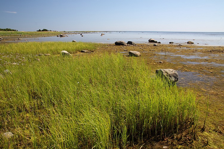 Coastal meadows in west of Estonia