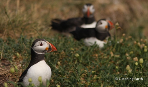 Atlantic puffins Atlantic puffins